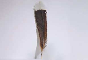 penda