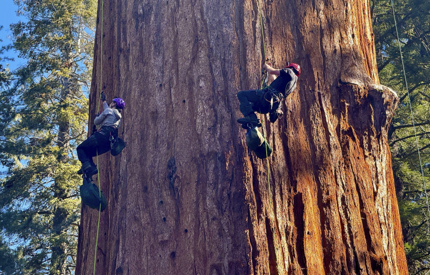 Ngjitja në pemën më të gjatë