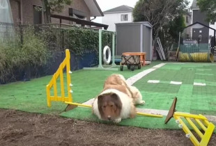 Njeriu që u bë si qen i bie pishman pasi e sheh sa e vështirë është ecja si kafshë