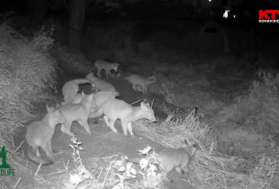 Wildlife me Arian Mavriqin