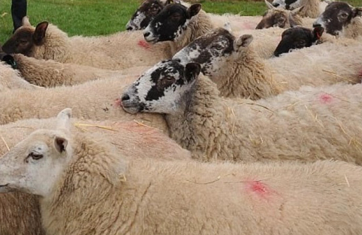 Na Kosovu potrjena bolezen 'modri jezik', uvedeni omejevalni ukrepi