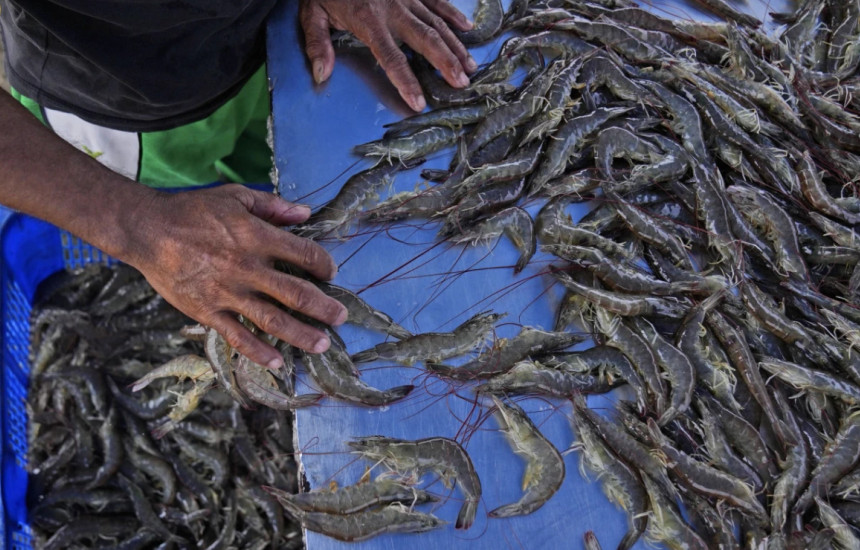 Një punonjës i karkalecave në një fermë, Indonezi