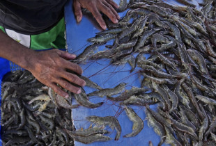 Një punonjës i karkalecave në një fermë, Indonezi