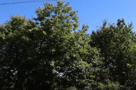 Gështenja