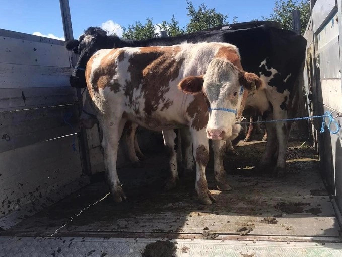 Lopet me tuberkuloze