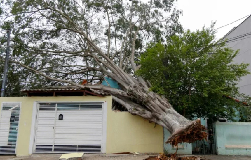 Shembja e nje druri ne Sao Paulo te Brazilit