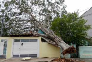 Shembja e nje druri ne Sao Paulo te Brazilit