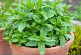 Menta