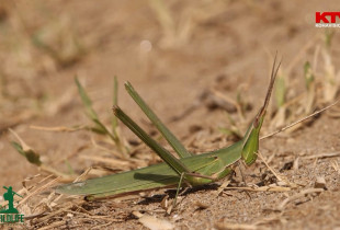 Wildlife me Arian Mavriqin