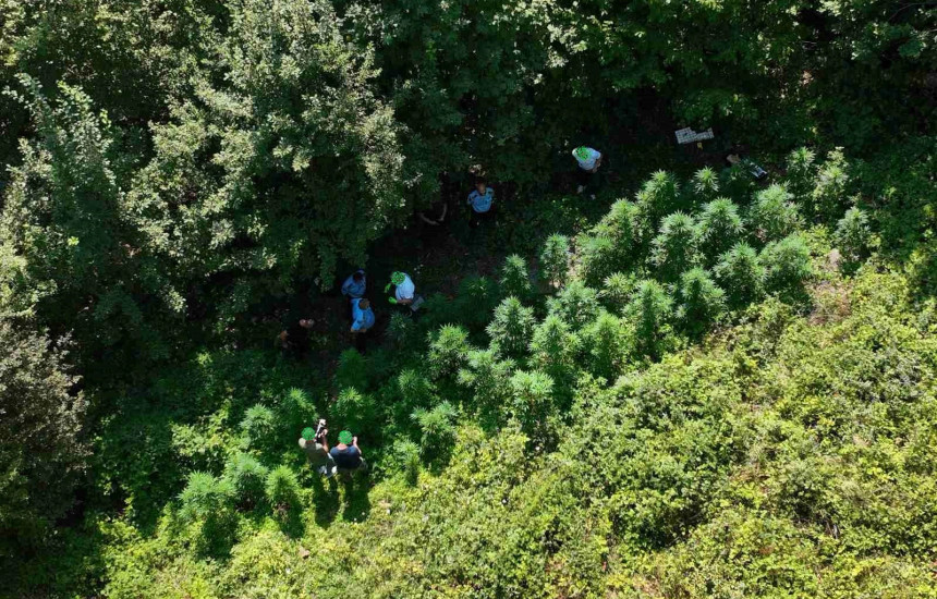 Plantacioni i droges