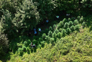 Plantacioni i droges