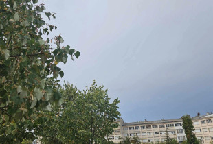 Moti vranet