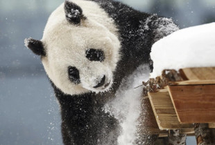 Kopshti zoologjik ne Finlande - pandat