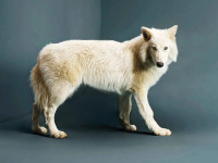 Ujku i lashtë, i njohur si dire wolf