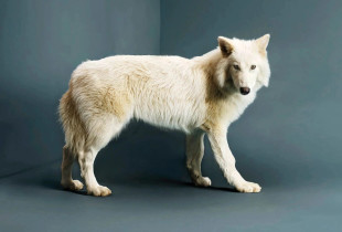 Ujku i lashtë, i njohur si dire wolf