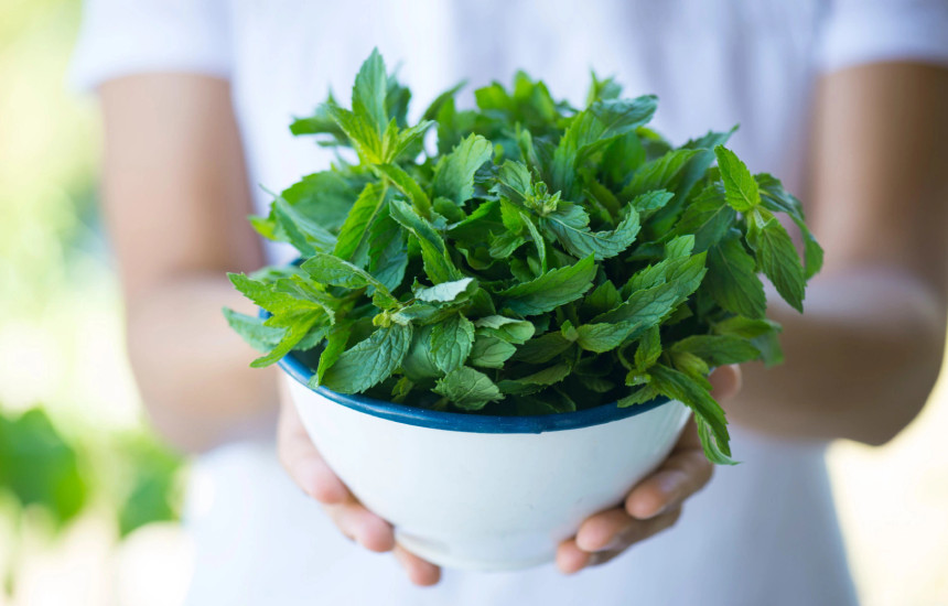menta