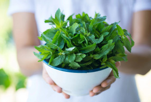 menta