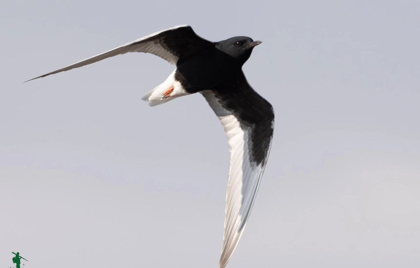 Dallëndyshja krahëbardhë e detit