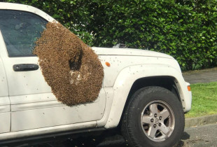 Bletët
