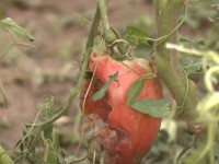 Breshri demtoi kulturat ne Lipjan