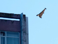 Dron