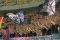 FCSB
