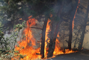 Zjarri në Kçiq të Vogël (Foto: Driton Paçarada)