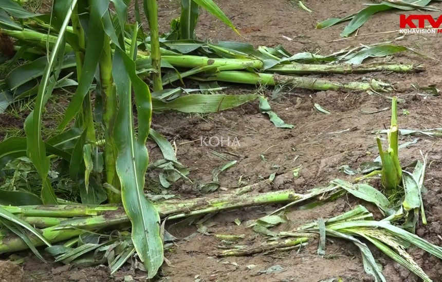 Baicë Enver Bajraktari