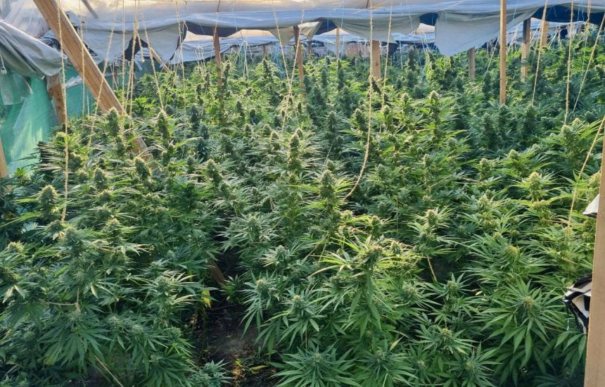 Policia në Gjilan lokalizion katër sera me kanabis