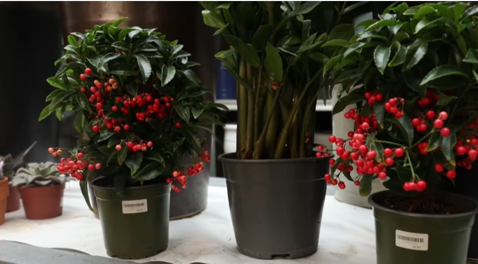 Si të përkujdesemi për lulet gjatë dimrit?