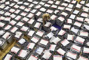 Numerimi i votave