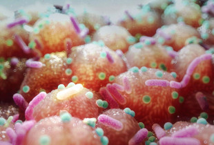 Ilustrim i baktereve rezistente ndaj antibiotikëve (të bardha) në zorrët e njeriut