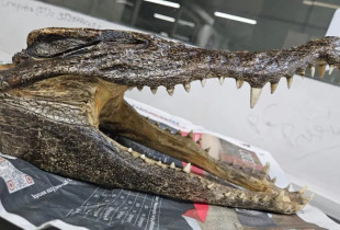 krokodil