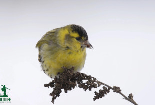 Wildlife me Arian Mavriqin