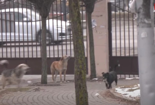 qen endacak te konviktet