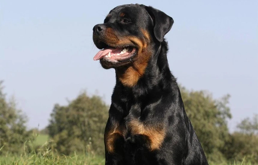 qeni