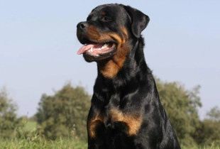qeni