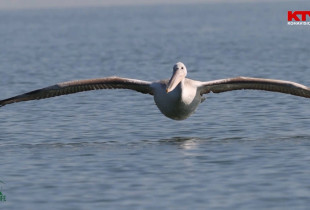 Wildlife me Arian Mavriqin