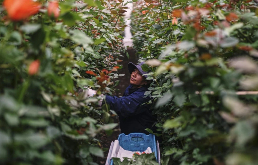 kultivimi i luleve ne Kolumbi