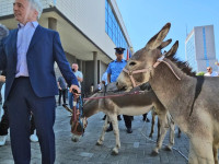 Protesta e avokatit Arianit Koci në Kuvend (Foto: Driton Paçarada)