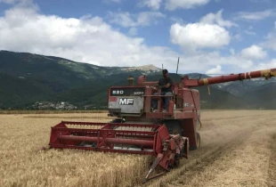 Të burgosurit në Qendrën Korrektuese të Dubravës kanë përmbyllur me sukses korrjen e grurit që është kultivuar nga ta