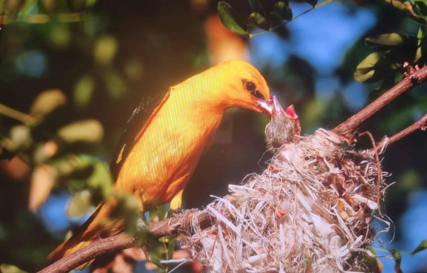 Pamje e pazakontë në botën e kafshëve
