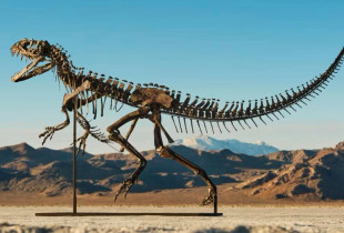 Ceratosaurus