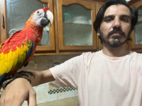 Blerja e papagajve nga një gazetar çoi në bllokimin e llogarive të shitësve në Pakistan