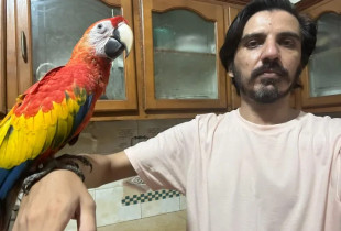 Blerja e papagajve nga një gazetar çoi në bllokimin e llogarive të shitësve në Pakistan