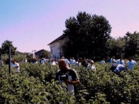 Fillon vjelja e mjedrës, fermerët presin 30 për qind më shumë rendiment sivjet