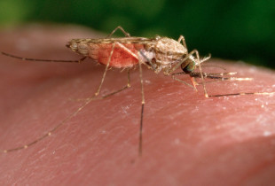 Chikungunya është virus që përhapet nga mushkonjat