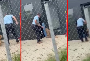 Strehimorja e qenve