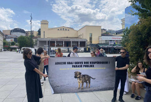 Protestë kundër qasjes së Komunës së Prishtinës në trajtimin e qenve endacakë