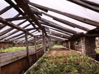 lulishtja e kryeqytetit